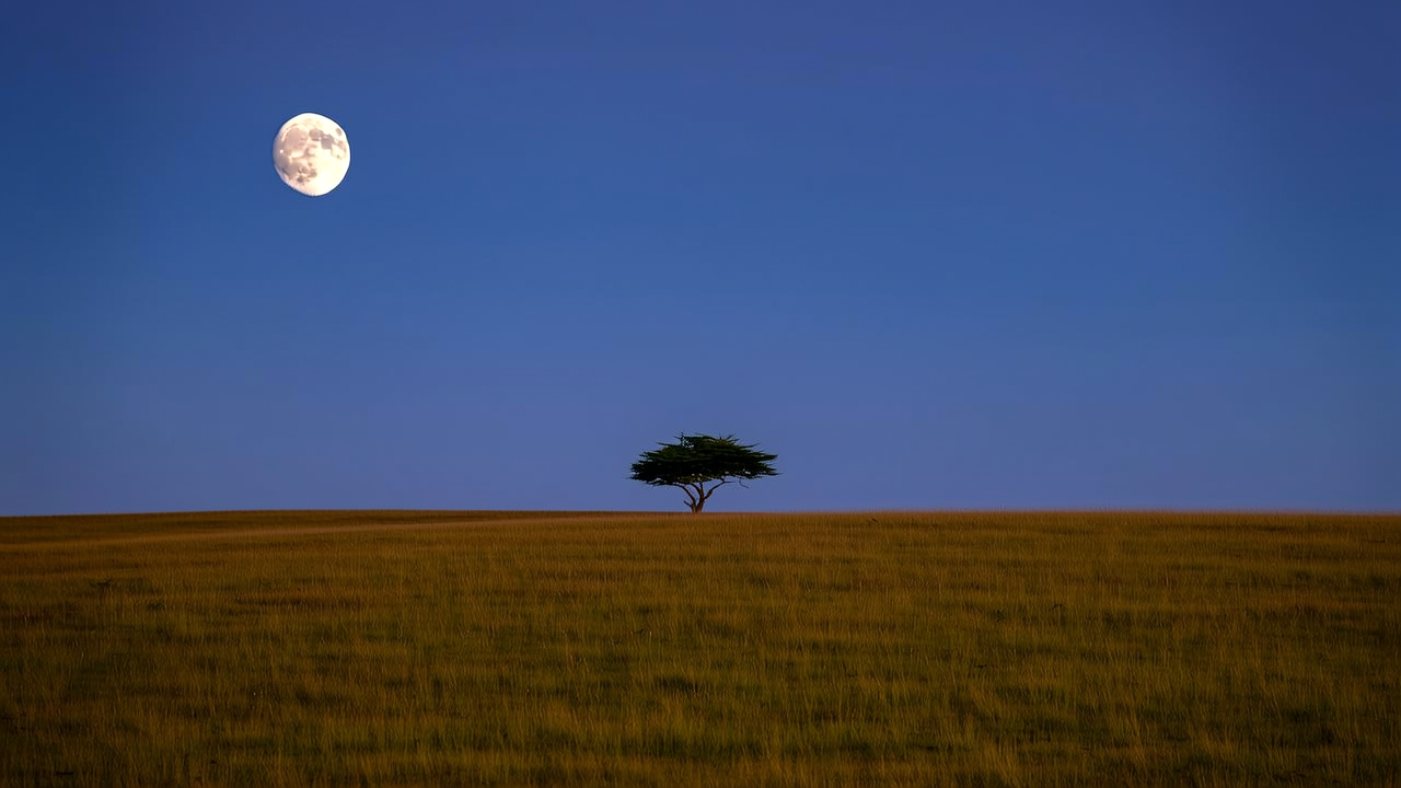 草原，满月，独树，明月斜照